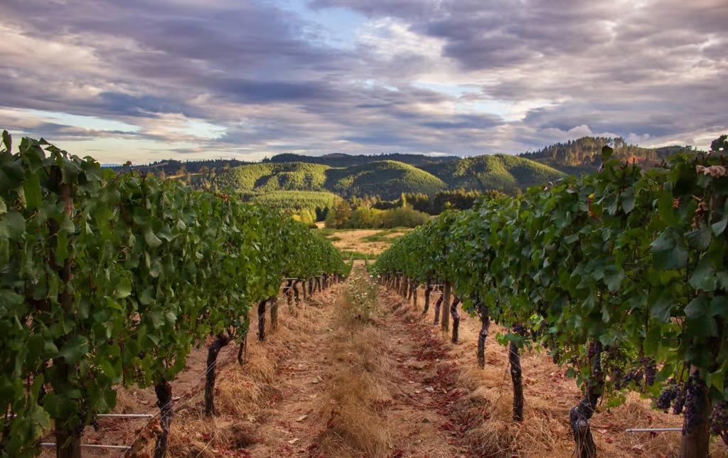 Sunlit vineyard rows in Italy